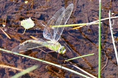 Anax empereur 