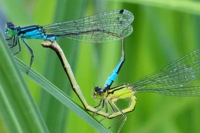 Agrion élégant