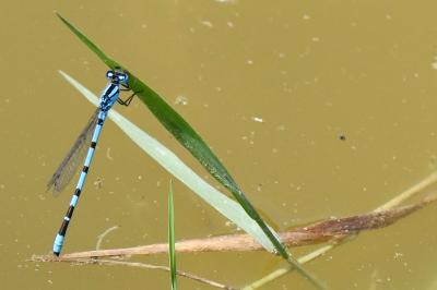 Agrion porte-coupe