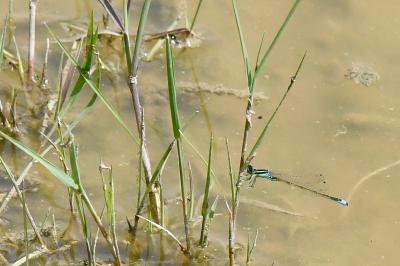 Agrion élégant