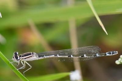 Agrion porte-coupe