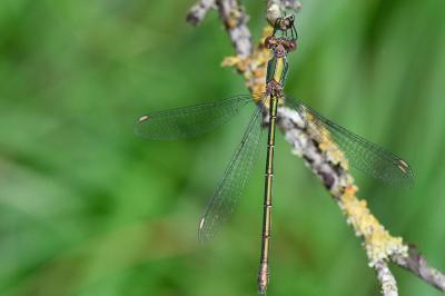 Leste vert