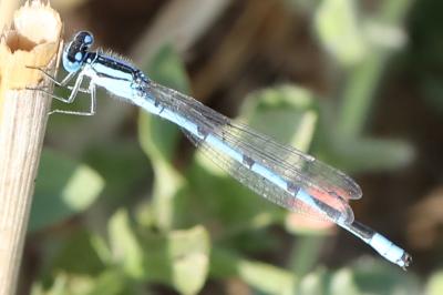 Agrion porte-coupe