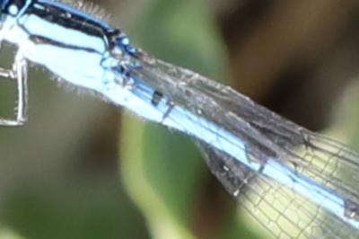 Agrion porte-coupe