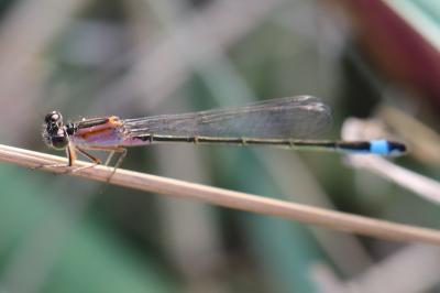 Agrion élégant