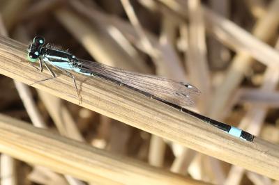 Agrion élégant