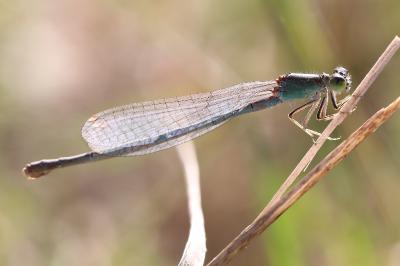 Agrion nain 