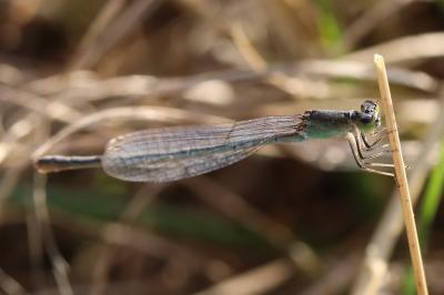 Agrion nain 