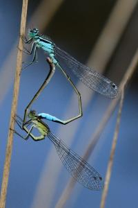 Agrion élégant