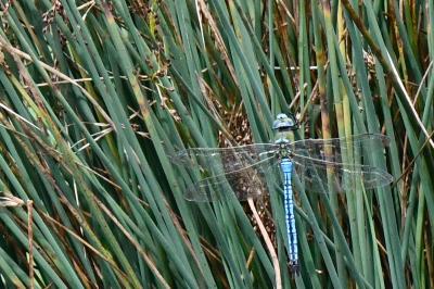 Anax empereur 