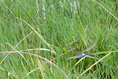 Anax napolitain 