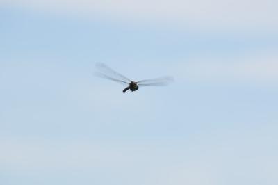 Anax empereur 