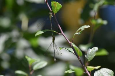 Leste vert
