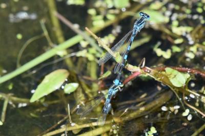 Agrion mignon 