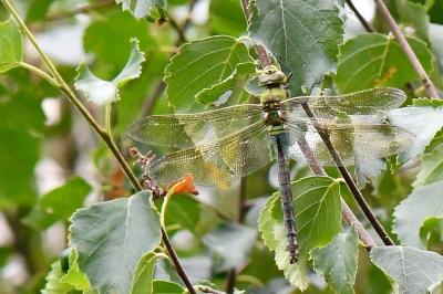 Anax empereur 