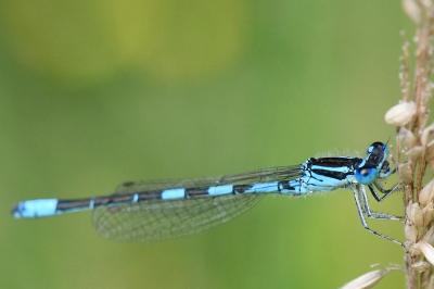 Agrion mignon 