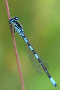 Agrion mignon 