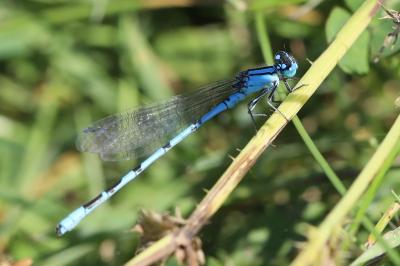 Agrion porte-coupe