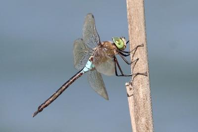 Anax napolitain 