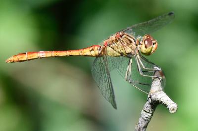 Sympetrum meridionale