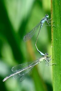 Agrion élégant