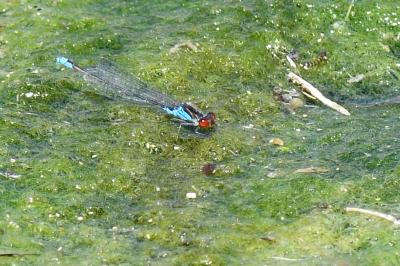Erythromma viridulum