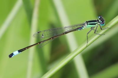 Agrion élégant