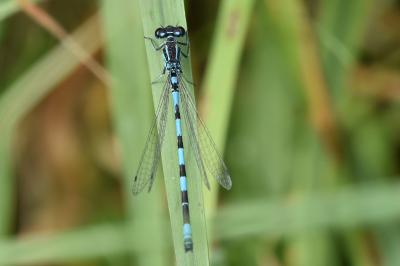 Agrion de Mercure