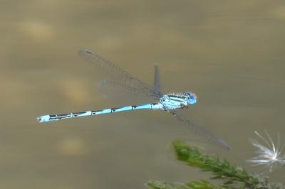 Agrion de Vander Linden