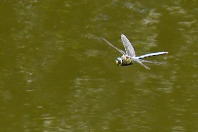 Anax empereur 