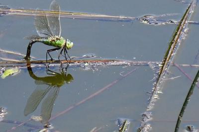 Anax empereur 