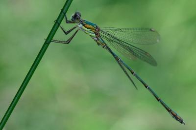 Leste vert