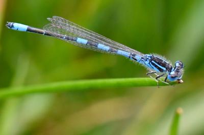 Agrion mignon 