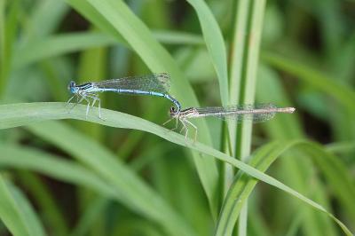 Agrion à larges pattes