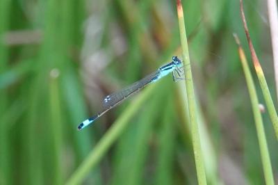 Agrion élégant