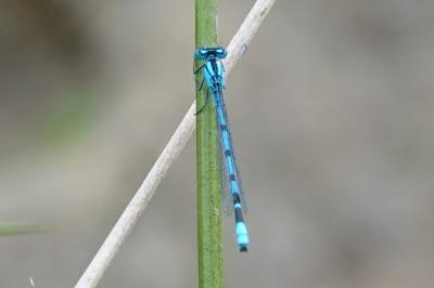Agrion porte-coupe