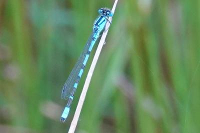 Agrion porte-coupe