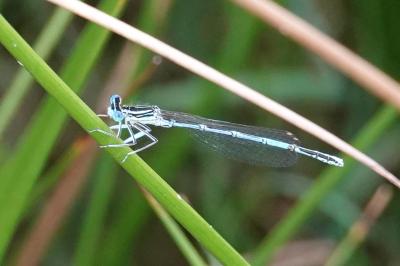 Agrion à larges pattes