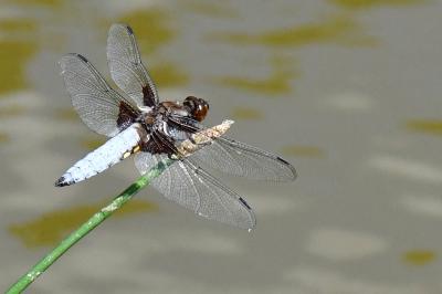 Libellule déprimée 