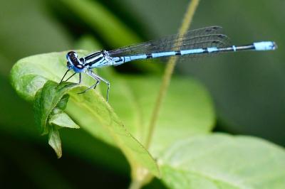 Agrion jouvencelle