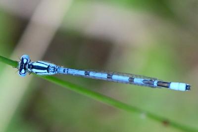 Agrion porte-coupe