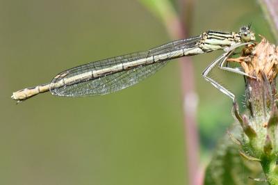 Agrion à larges pattes