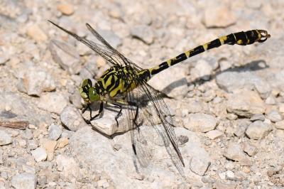 Onychogomphus forcipatus