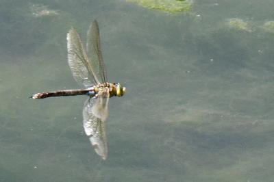 Anax empereur 