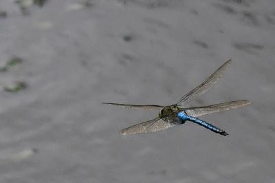 Anax empereur 