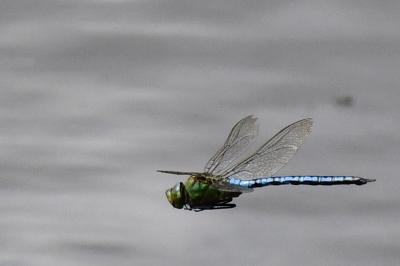 Anax empereur 