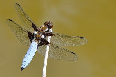 Libellule déprimée 