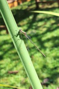 Leste vert