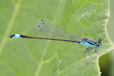 Agrion élégant