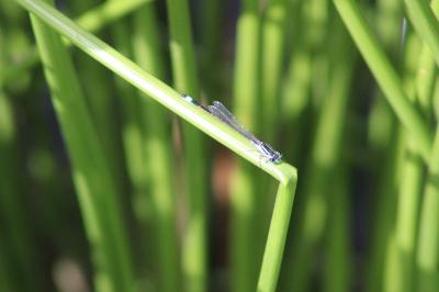 Agrion élégant